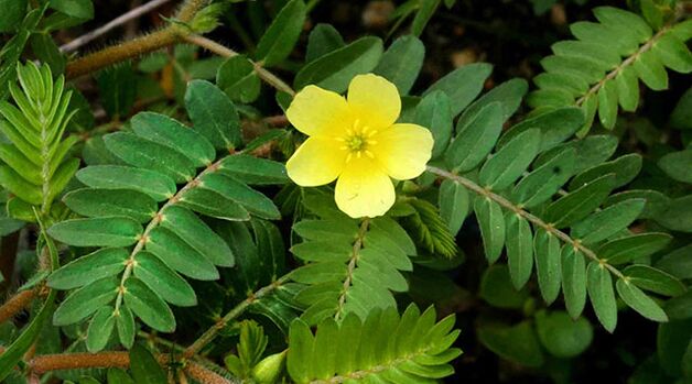 tribulus u Gluconol